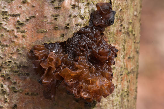 rôsolovka lupeňovitá Phaeotremella foliacea (Pers.) Wedin, J.C. Zamora & Millanes