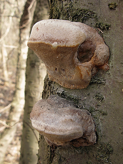 ohňovec slivkový Phellinus pomaceus (Pers.) Maire