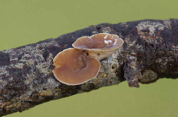 škľabka plstnatá Schizophyllum amplum (Lév.) Nakasone