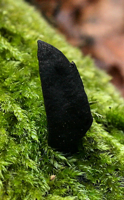 drevnatec Xylaria sp.