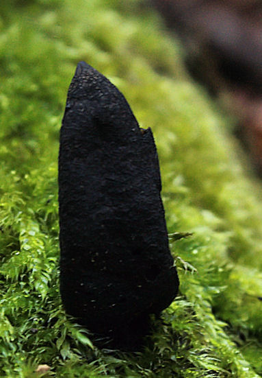 drevnatec Xylaria sp.