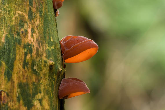 uchovec bazový Auricularia auricula-judae (Bull.) Quél.