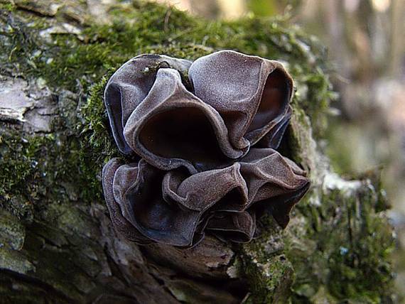 uchovec bazový Auricularia auricula-judae (Bull.) Quél.