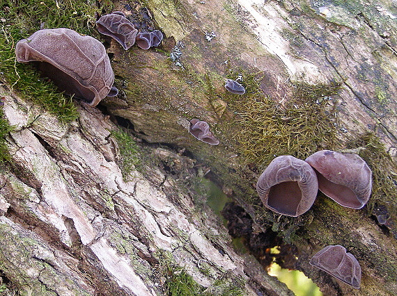 uchovec bazový-boltcovitka  ucho Jidášovo Auricularia auricula-judae (Bull.) Quél.