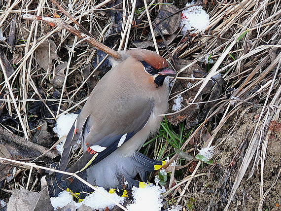 chochláč severský Bombycilla garrulus