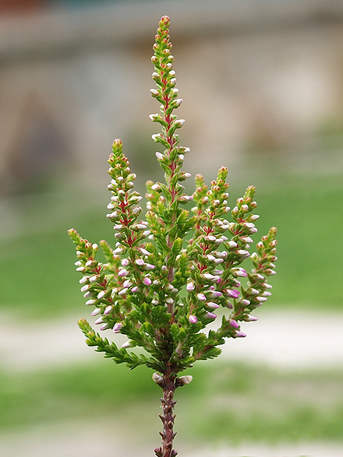 vres obyčajný Calluna vulgaris (L.) Hull