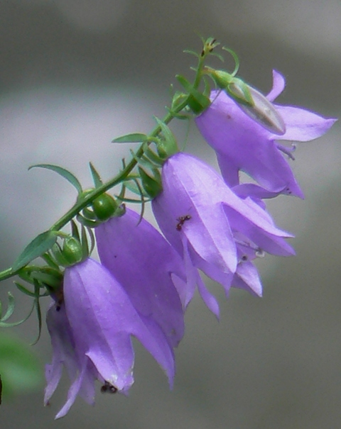 zvonček repkovitý Campanula rapunculoides L.