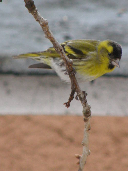 stehlík čížavý Carduelis spinus