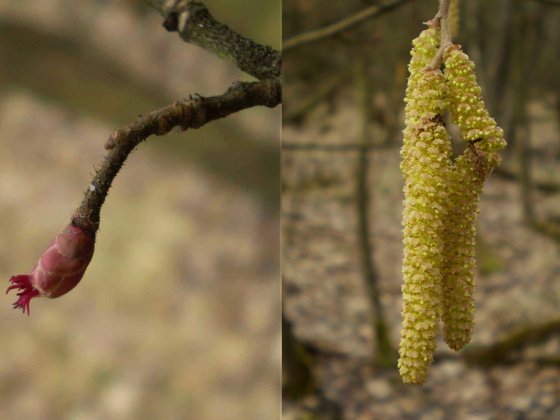 lieska obyčajná Corylus avellana L.