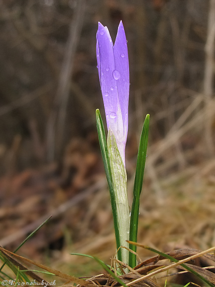 šafran spišský Crocus discolor G. Reuss