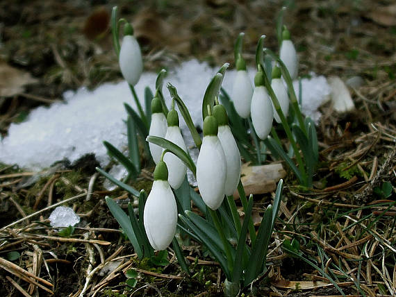 snežienky Galanthus nivalis L.