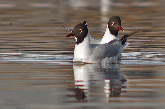 čajka smejivá Larus ridibundus