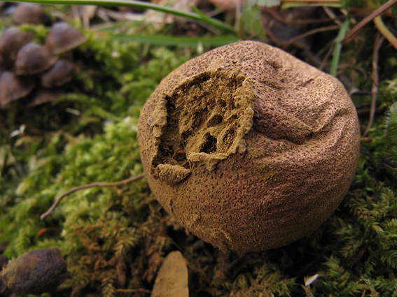 prášnicovité Lycoperdaceae fam.