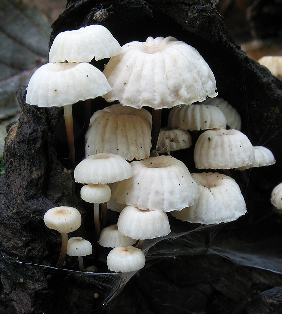 tanečnica golieriková Marasmius rotula (Scop.) Fr.