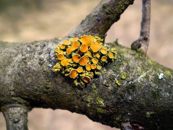 diskovník mnohoplodý  Massjukiella polycarpa (Hoffm.) S.Y. Kondr., Fedorenko, S. Stenroos, Kärnefelt, Elix, J.S. Hur & A. Thell