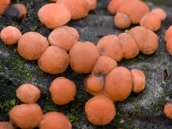 hlivka červená Nectria cinnabarina (Tode) Fr.