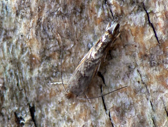 ploskáčik agátový Phyllonorycter robiniella