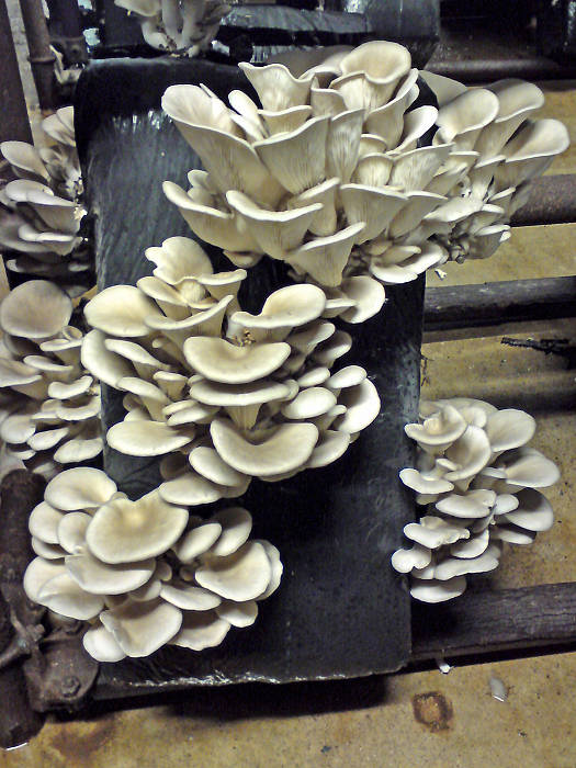 hliva ustricovitá Pleurotus ostreatus (Jacq.) P. Kumm.