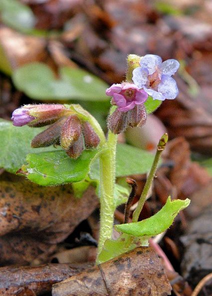 pľúcnik lekársky Pulmonaria officinalis L.