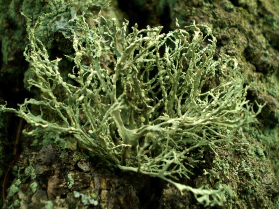 stužkovec pomúčený Ramalina farinacea