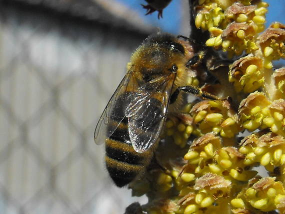 včela na lieske Apis melifera