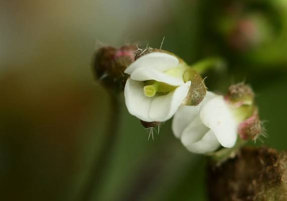 kapsička pastierska Capsella bursa-pastoris (L.) Medik.