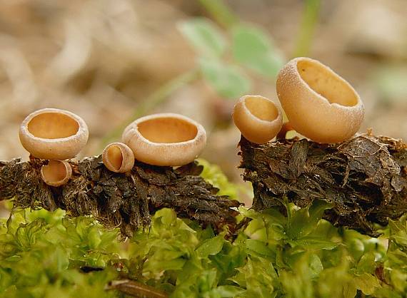 jahňadka obyčajná Ciboria amentacea (Balb.) Fuckel