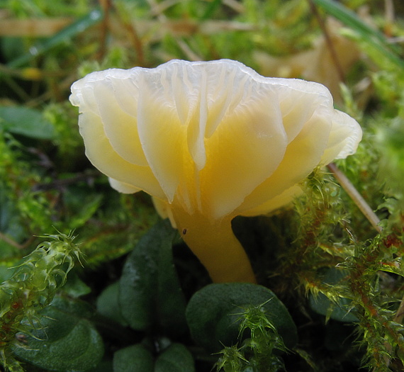 lúčnica snehobiela Cuphophyllus virgineus (Wulfen) Kovalenko