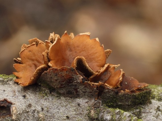 dutinovka otrubnatá Encoelia furfuracea (Roth) P. Karst.