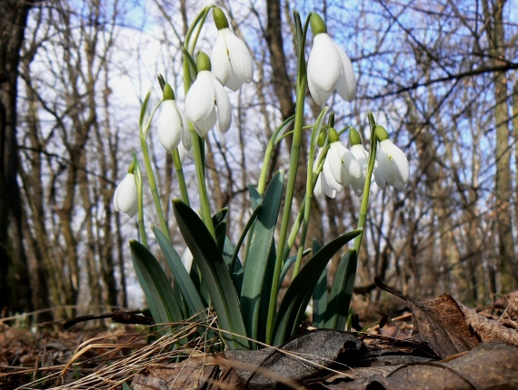 snežienka jarná Galanthus nivalis L.