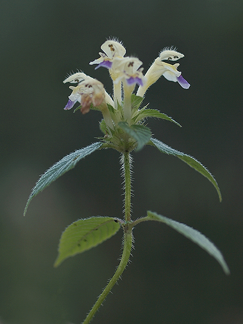 konopnica úhľadná Galeopsis speciosa Mill.