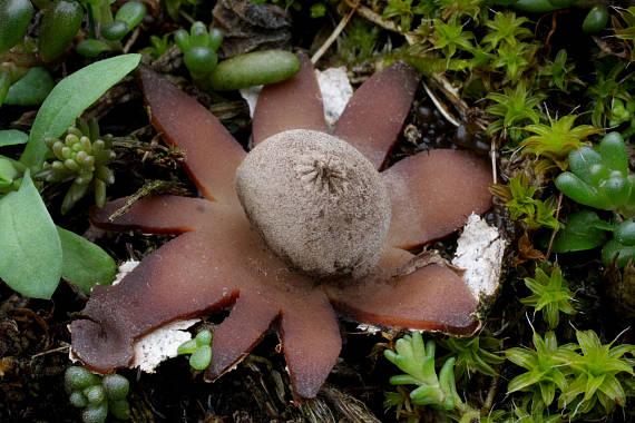 hviezdovka Pouzarova Geastrum pouzarii V.J. Staněk