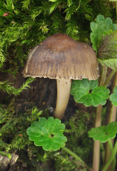 prilbička hnedosivá - helmovka pařezová Mycena tintinnabulum (Paulet) Quél.