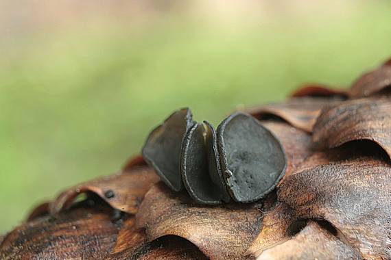 jahňadka smreková Rutstroemia bulgarioides (P. Karst.) P. Karst.