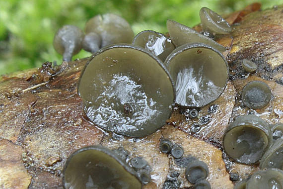 jahňadka smreková Rutstroemia bulgarioides (P. Karst.) P. Karst.