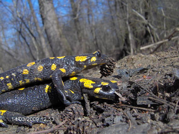 salamandra škvrnitá SAlamandra salamandrA