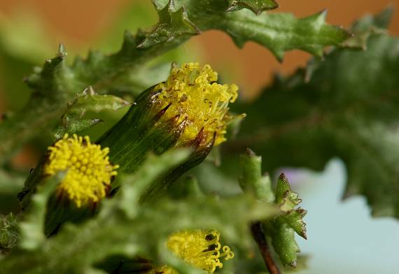 starček obyčajný Senecio vulgaris L.