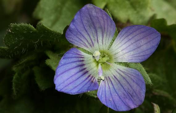 veronika Veronica sp.