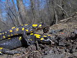 salamandra škvrnitá