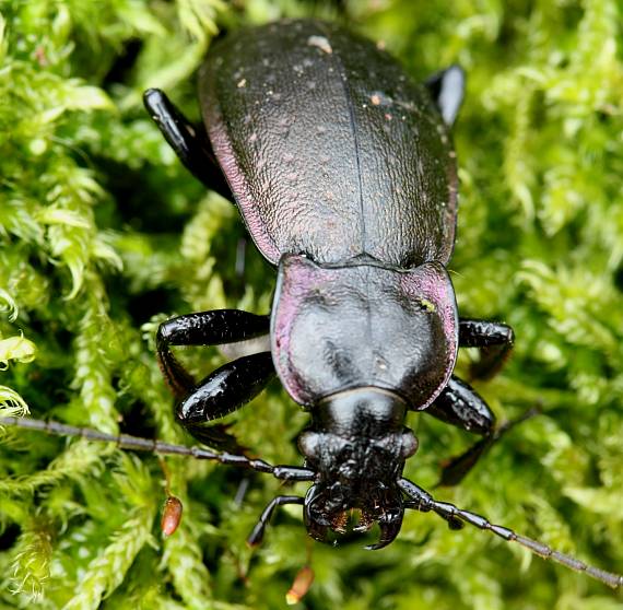 bystruška Carabus nemoralis