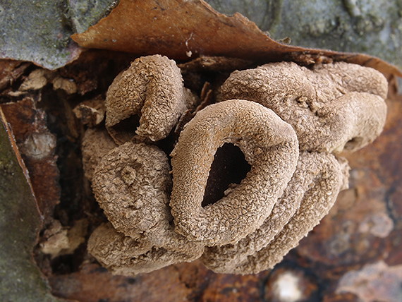 dutinovka otrubnatá Encoelia furfuracea (Roth) P. Karst.