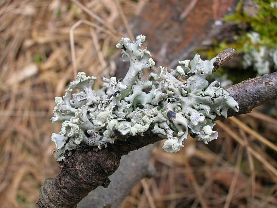 diskovka bublinatá Hypogymnia physodes