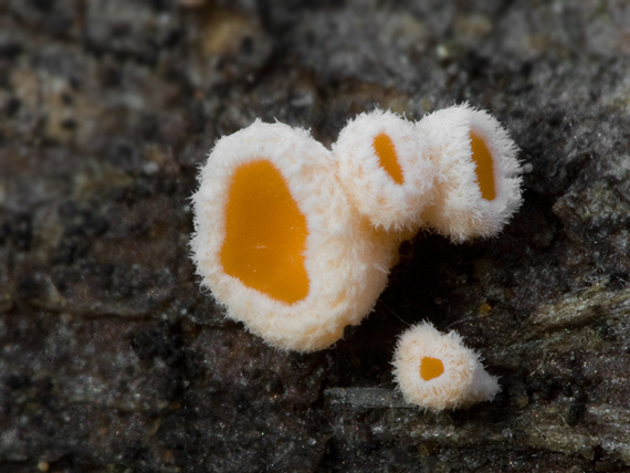 vlnuška neškodná Lachnellula occidentalis (G.G. Hahn & Ayers) Dharne