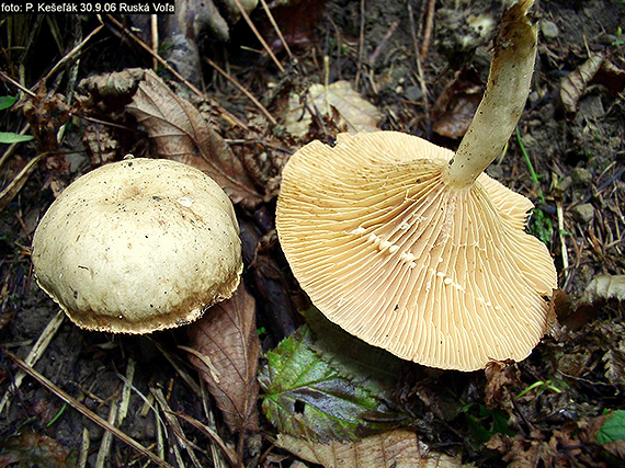 rýdzik lieskový Lactarius pyrogalus (Bull.) Fr.