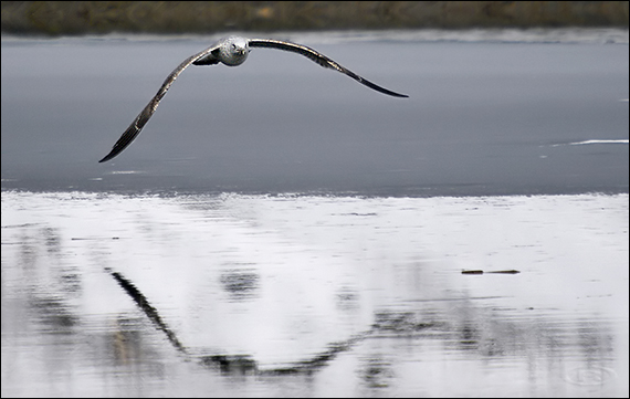 čajka sivá Larus canus