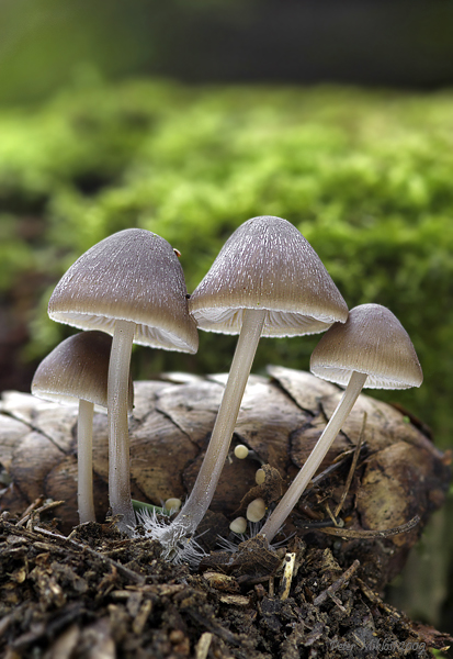 prilbička šišková Mycena strobilicola J. Favre & Kühner