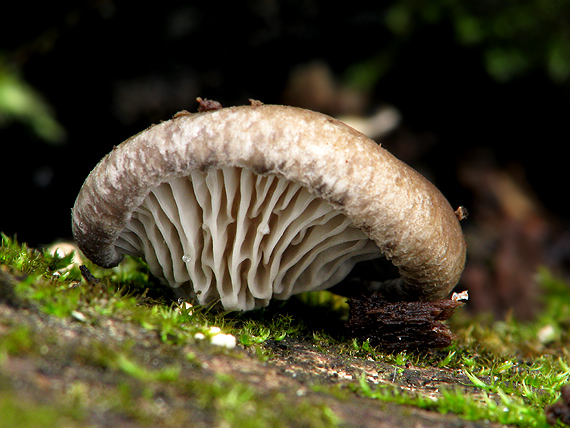 hliva ? Pleurotus sp.?