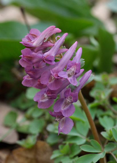 chochlačka plná- dymnivka plná Corydalis solida (L.) Clairv.