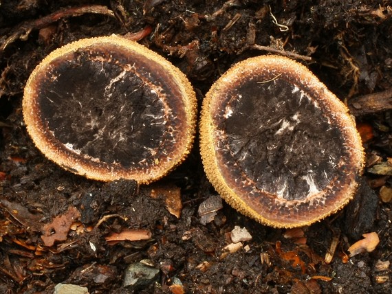 srnka ježatá Elaphomyces muricatus Fr.