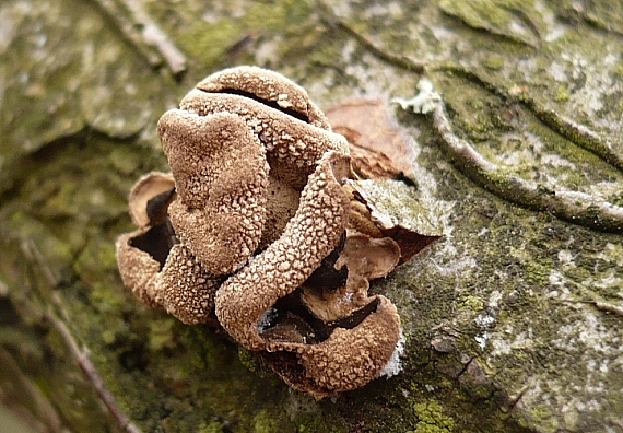 dutinovka otrubnatá Encoelia furfuracea (Roth) P. Karst.